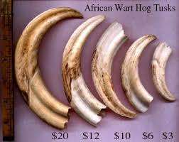 20KG WARTHOG TUSKS - BULK SALE - SIZED FROM MEDIUM TO LARGE